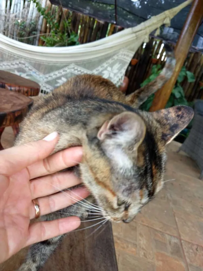 Gato ra a Sem raça definida idade 3 anos nome Pérola