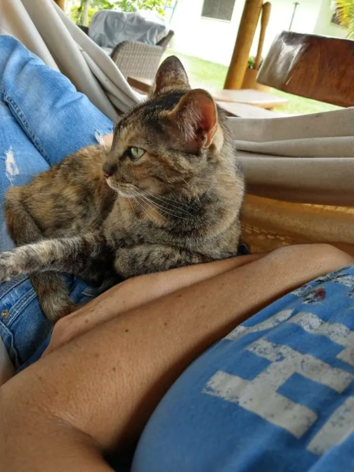 Gato ra a Sem raça definida idade 3 anos nome Pérola