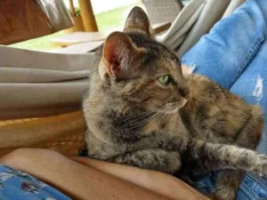 Gato raça Sem raça definida idade 3 anos nome Pérola