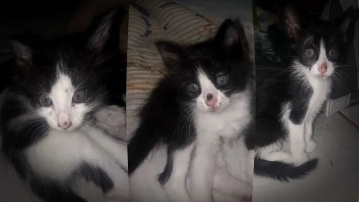 Gato raça Vira lata idade Abaixo de 2 meses nome Não tem nome