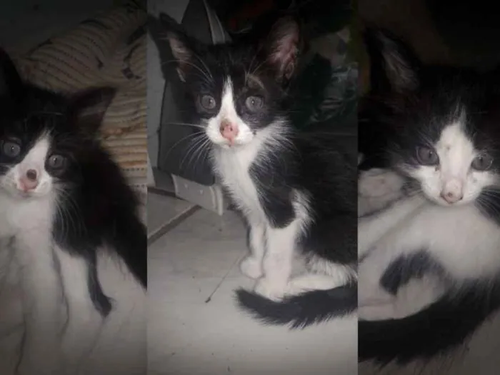 Gato raça Vira lata idade Abaixo de 2 meses nome Não tem nome