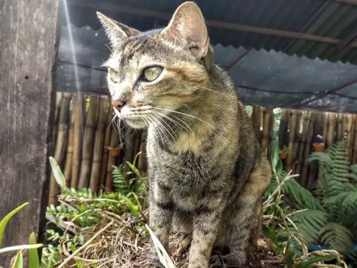 Gato ra a Sem raça definida idade 3 anos nome Pérola