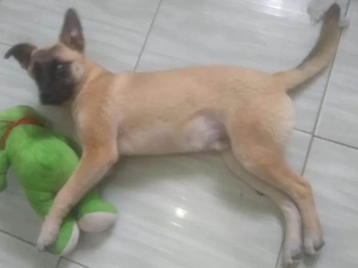 Cachorro ra a vira lata idade 2 a 6 meses nome Thor 