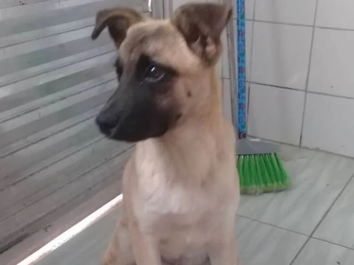 Cachorro ra a vira lata idade 2 a 6 meses nome Thor 