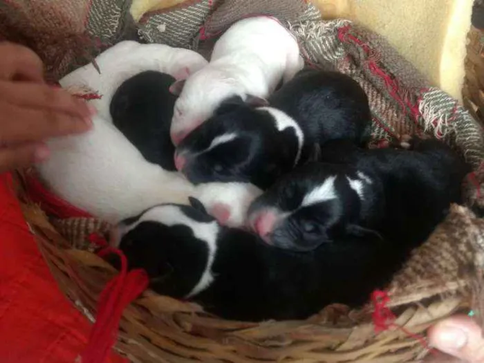 Cachorro ra a SRD idade Abaixo de 2 meses nome Filhotes