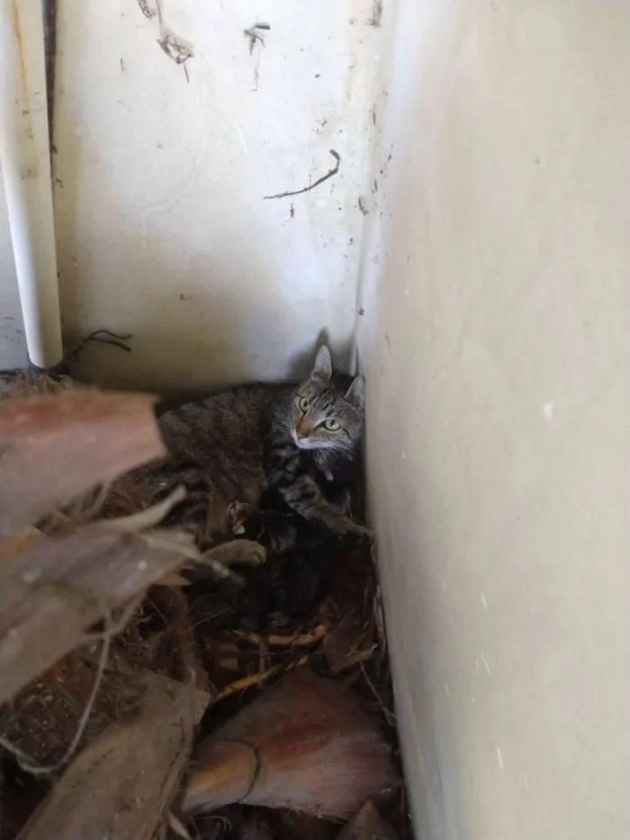 Gato ra a  idade Abaixo de 2 meses nome Sem nome