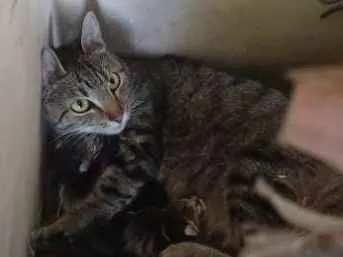 Gato ra a  idade Abaixo de 2 meses nome Sem nome