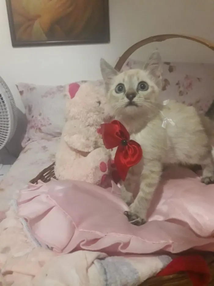 Gato ra a SRD idade Abaixo de 2 meses nome NANY
