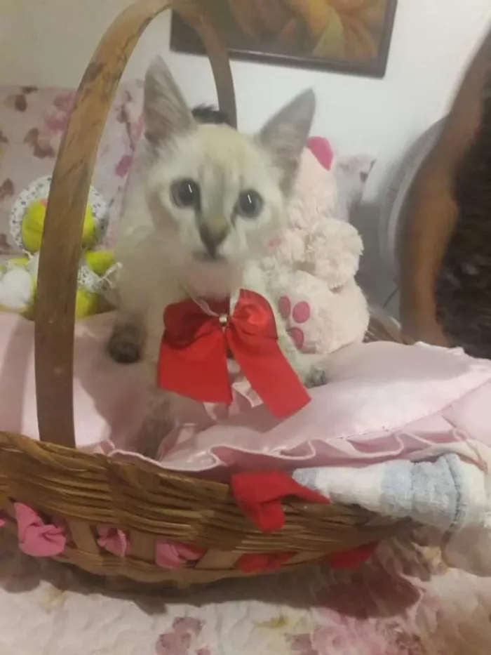 Gato ra a SRD idade Abaixo de 2 meses nome NANY