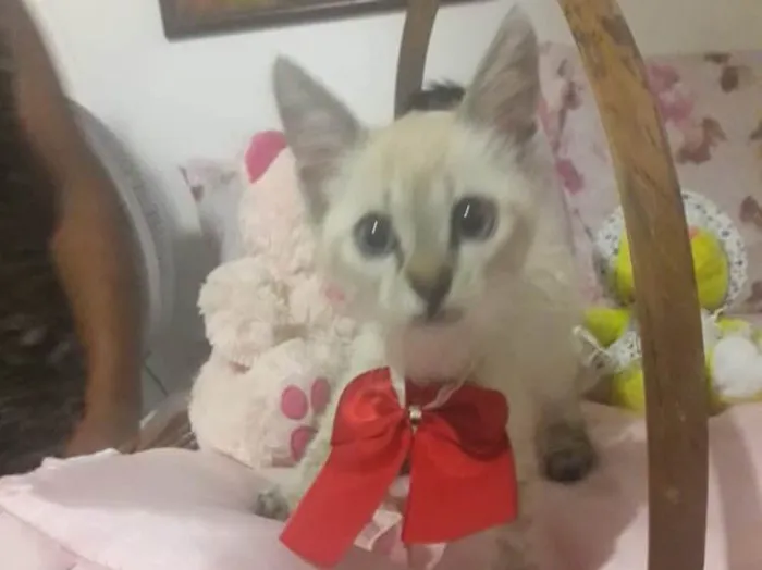 Gato ra a SRD idade Abaixo de 2 meses nome NANY