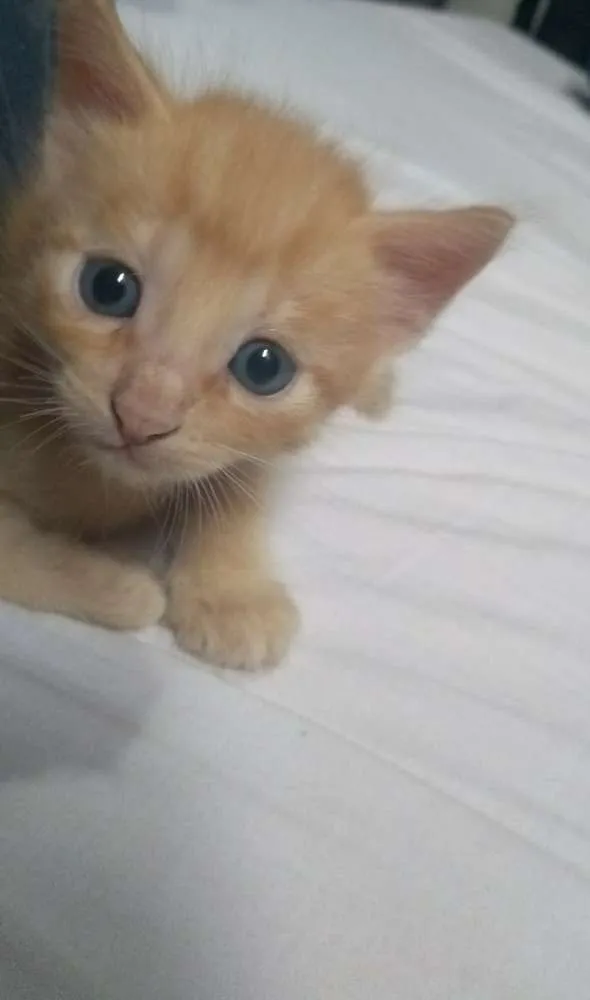 Gato ra a SR idade Abaixo de 2 meses nome Archie