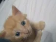 Archie