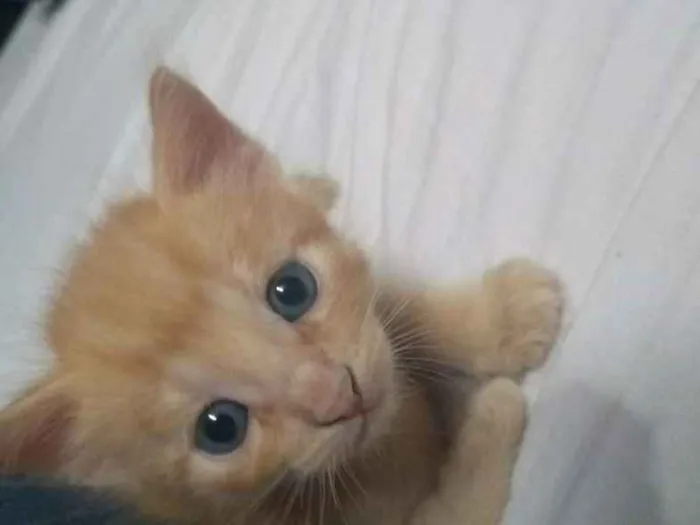 Gato ra a SR idade Abaixo de 2 meses nome Archie