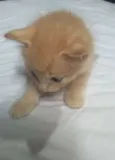 Archie