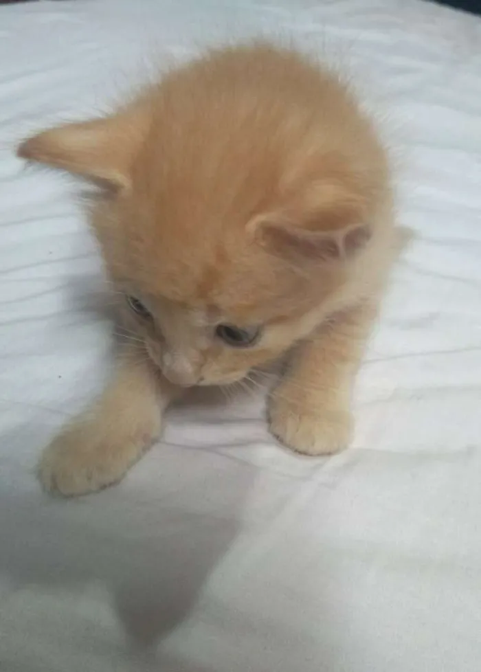 Gato ra a SR idade Abaixo de 2 meses nome Archie