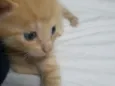 Archie