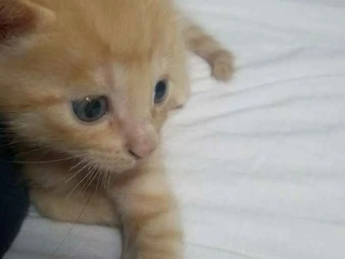 Gato ra a SR idade Abaixo de 2 meses nome Archie