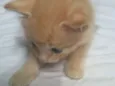 Archie