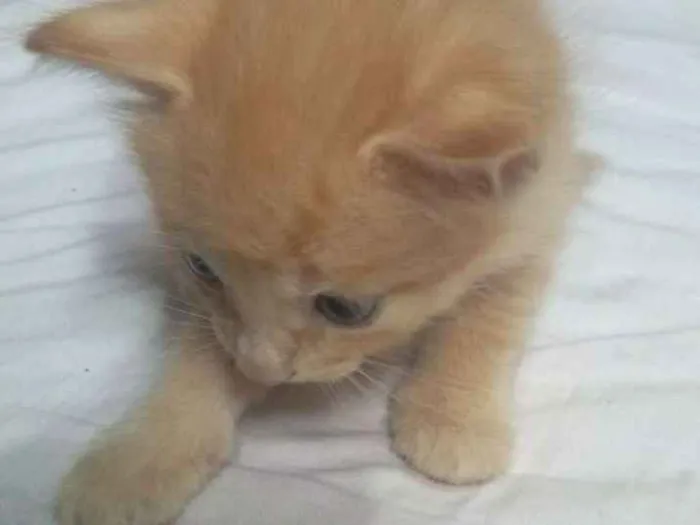 Gato ra a SR idade Abaixo de 2 meses nome Archie