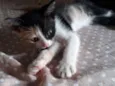 Vee