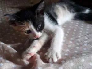 Gato raça SR idade 2 a 6 meses nome Vee