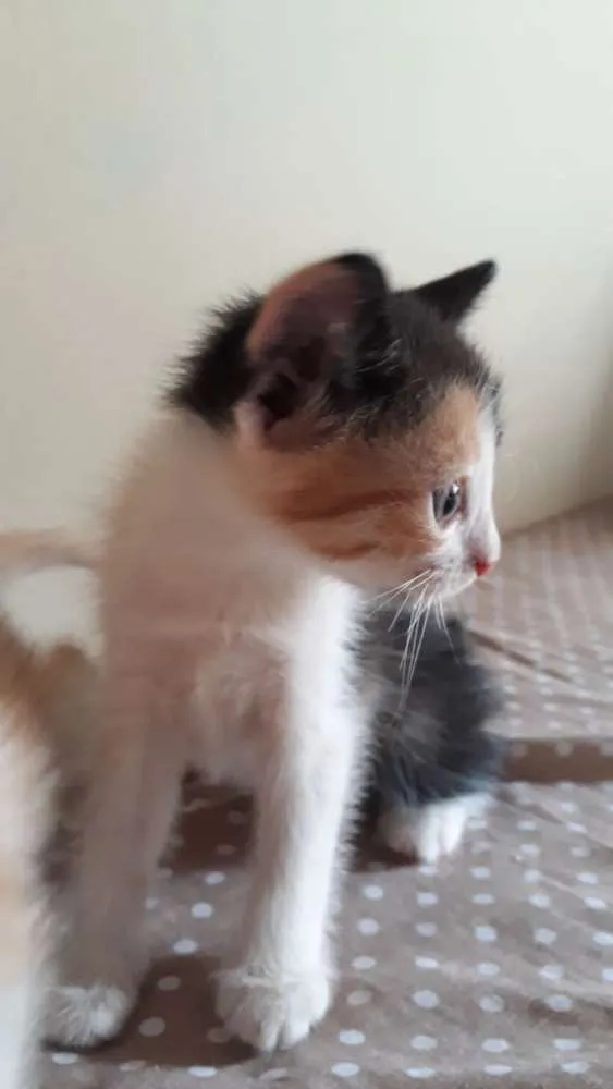 Gato ra a SR idade 2 a 6 meses nome Vee