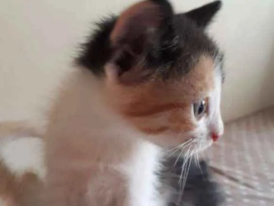 Gato ra a SR idade 2 a 6 meses nome Vee