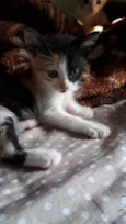 Vee