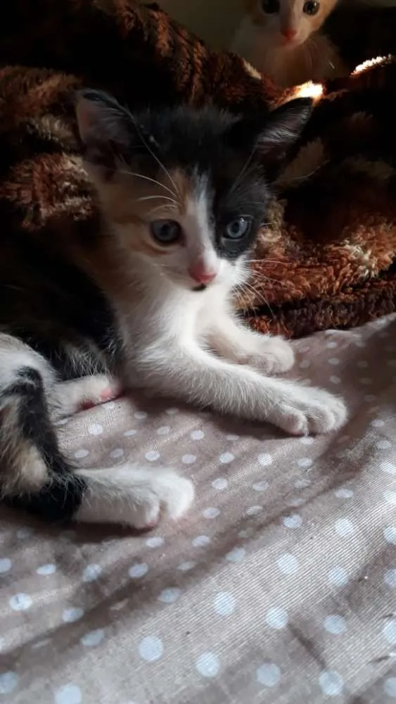 Gato ra a SR idade 2 a 6 meses nome Vee