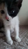 Vee