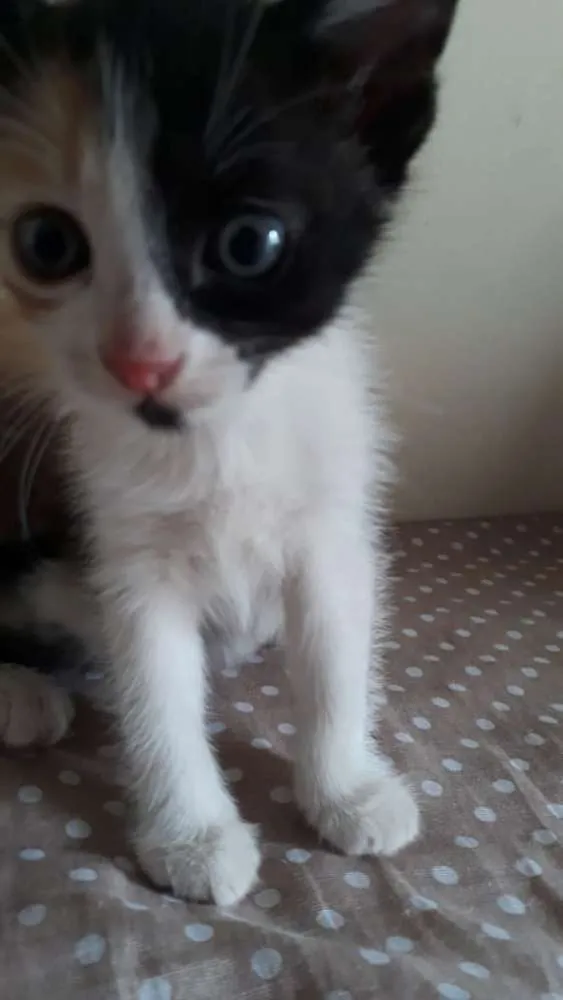 Gato ra a SR idade 2 a 6 meses nome Vee
