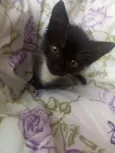 Lupo