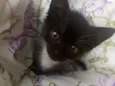 Lupo