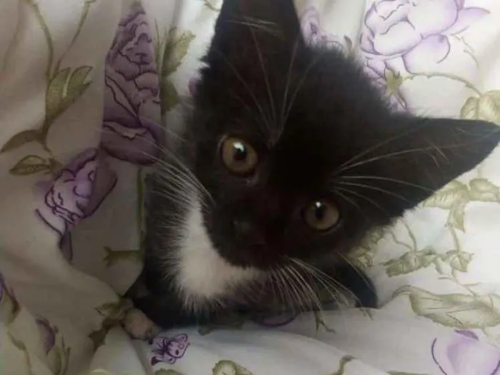 Gato ra a SRD idade 2 a 6 meses nome Lupo
