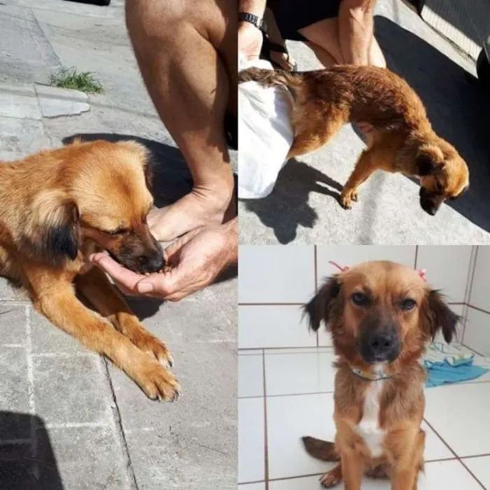 Cachorro ra a  idade 3 anos nome Penélope 