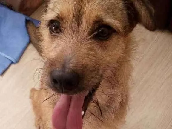 Cachorro ra a Desconhecida idade 7 a 11 meses nome Marley 