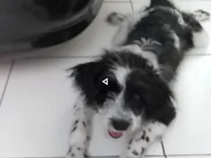 Cachorro raça Mestiço idade 1 ano nome Bolota