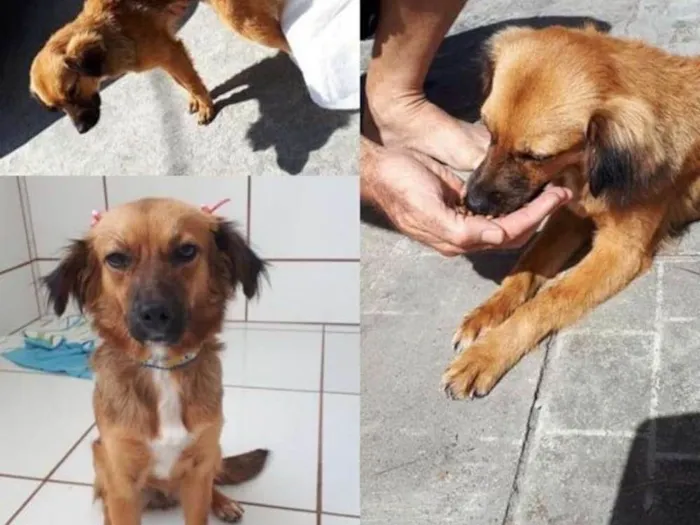 Cachorro ra a  idade 3 anos nome Penélope 