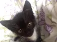 Lupo