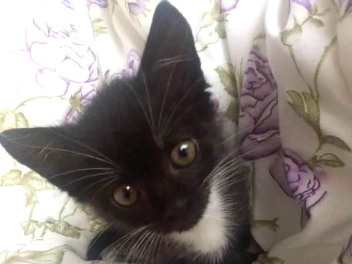 Gato ra a SRD idade 2 a 6 meses nome Lupo