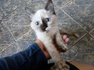 Gato raça Siamês idade 2 a 6 meses nome Sia