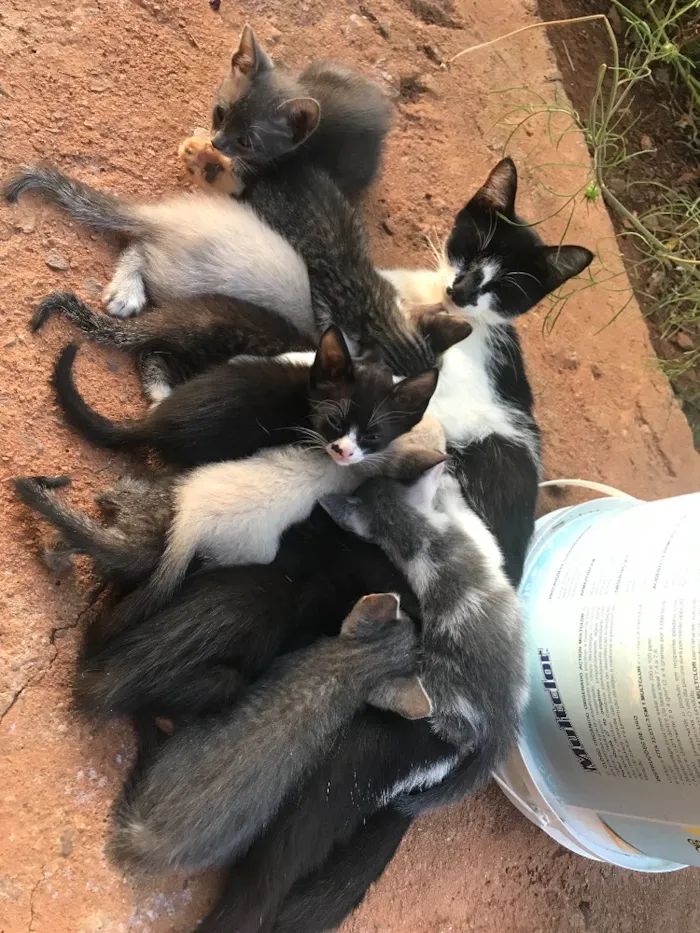 Gato ra a  idade 2 a 6 meses nome SEM NOME