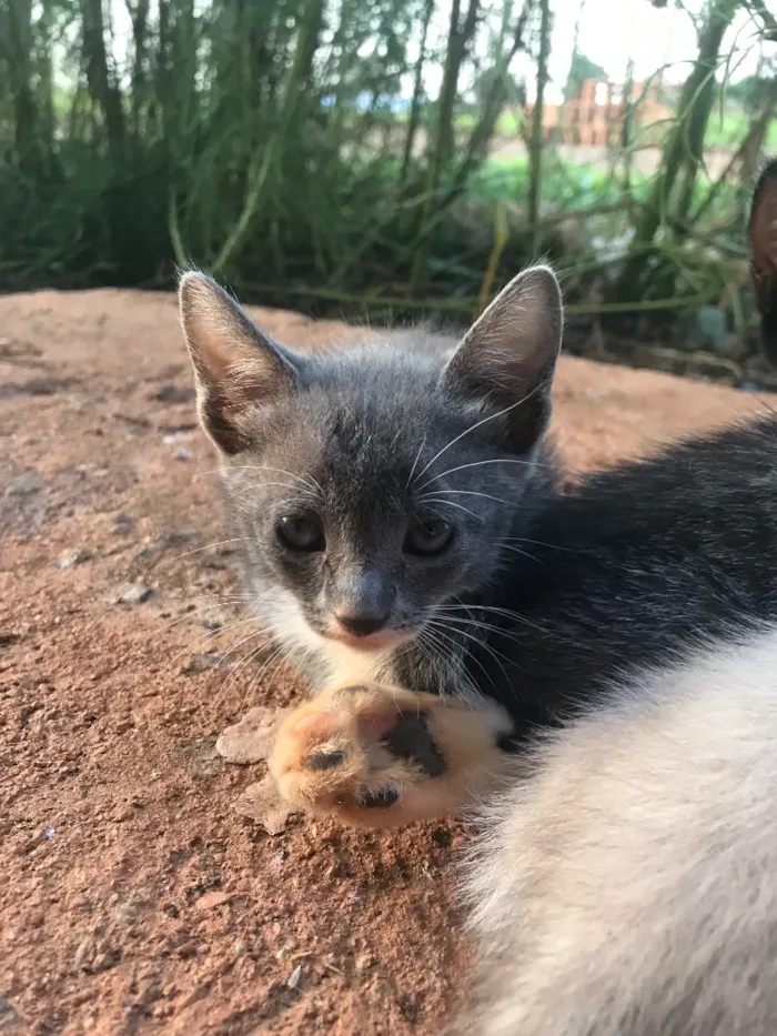 Gato ra a  idade 2 a 6 meses nome SEM NOME
