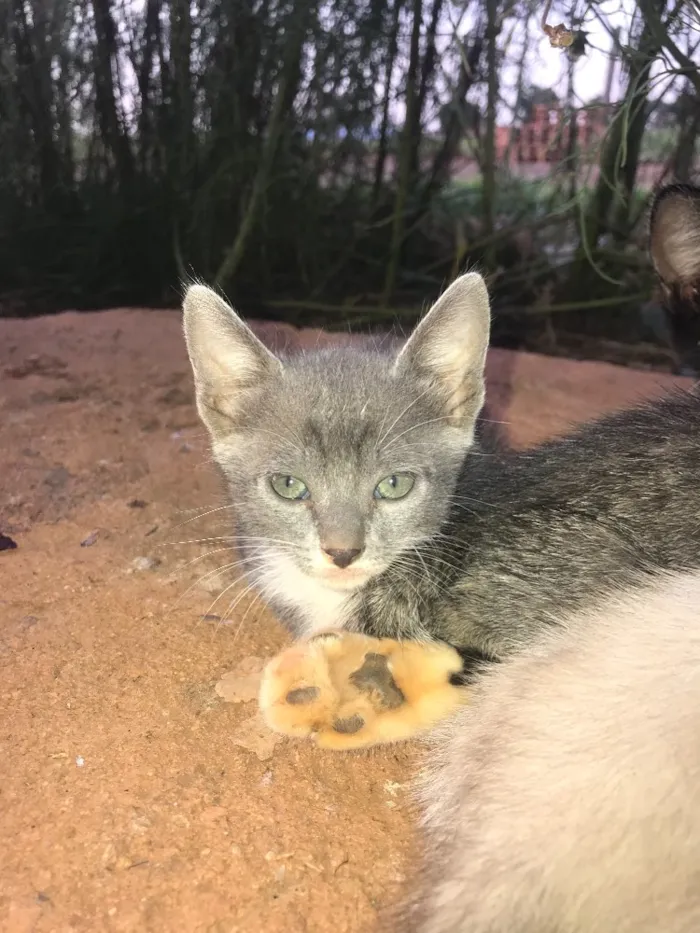 Gato ra a  idade 2 a 6 meses nome SEM NOME