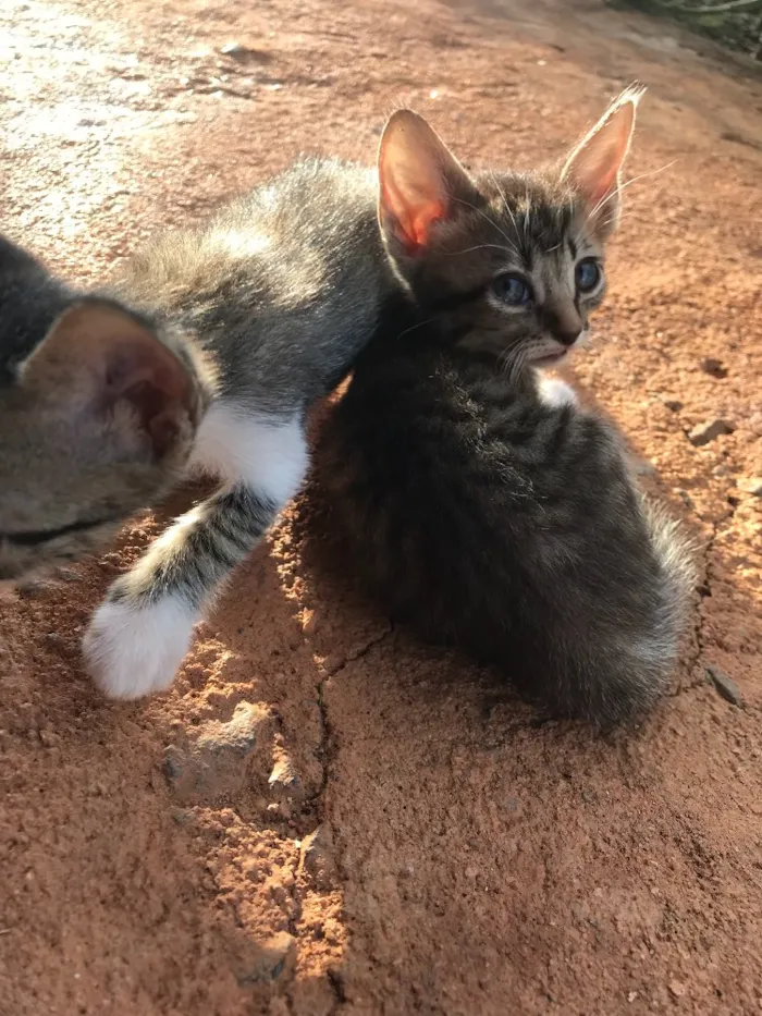 Gato ra a  idade 2 a 6 meses nome SEM NOME