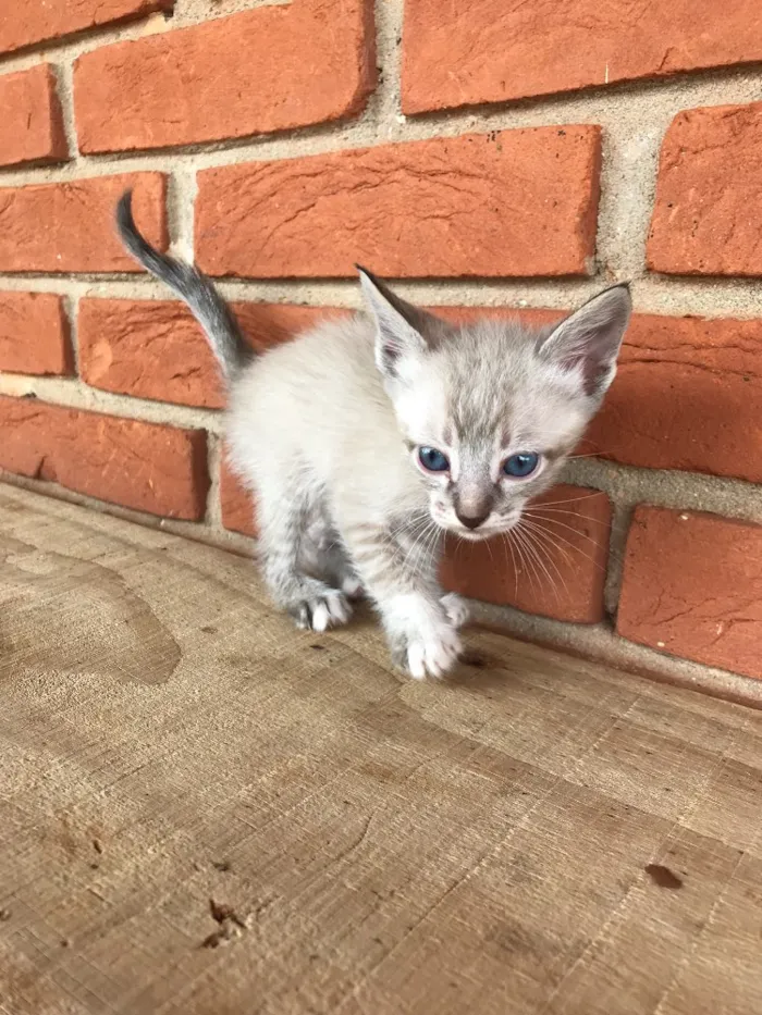 Gato ra a  idade 2 a 6 meses nome SEM NOME