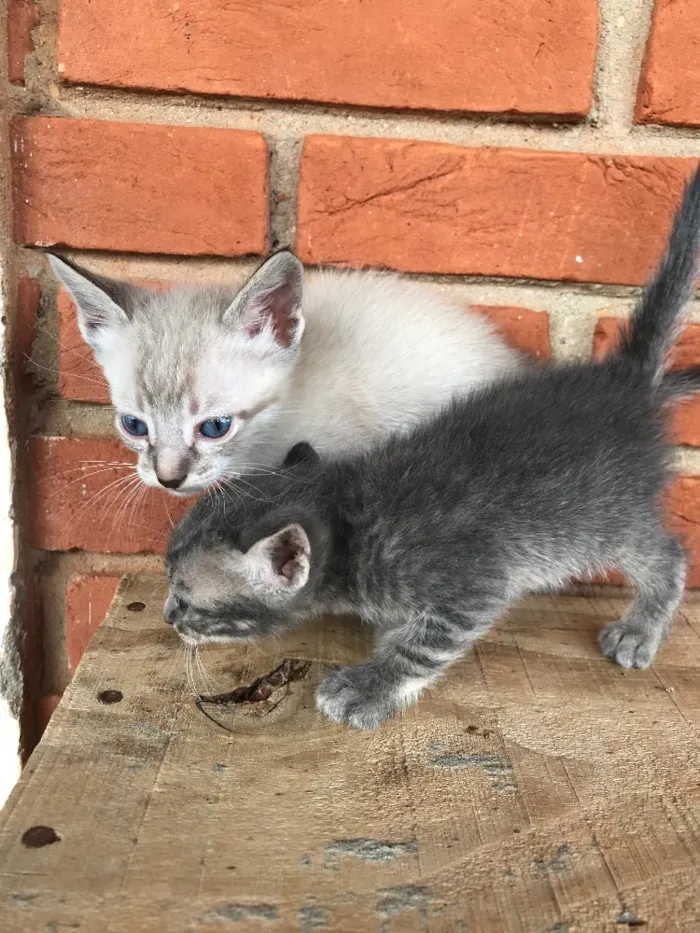 Gato ra a  idade 2 a 6 meses nome SEM NOME