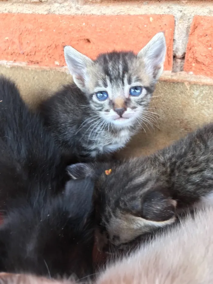 Gato ra a  idade 2 a 6 meses nome SEM NOME