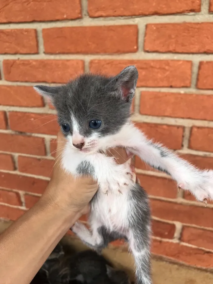 Gato ra a  idade 2 a 6 meses nome SEM NOME