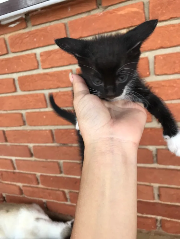 Gato ra a  idade 2 a 6 meses nome SEM NOME